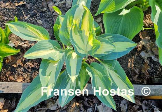 Hosta Moonstruck